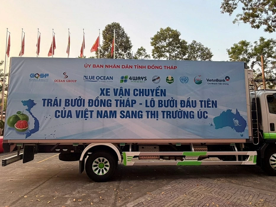 Trái bưởi Việt Nam lần đầu tiên hiện diện tại thị trường Australia Trái bưởi Việt Nam lần đầu tiên hiện diện tại thị trường Australia