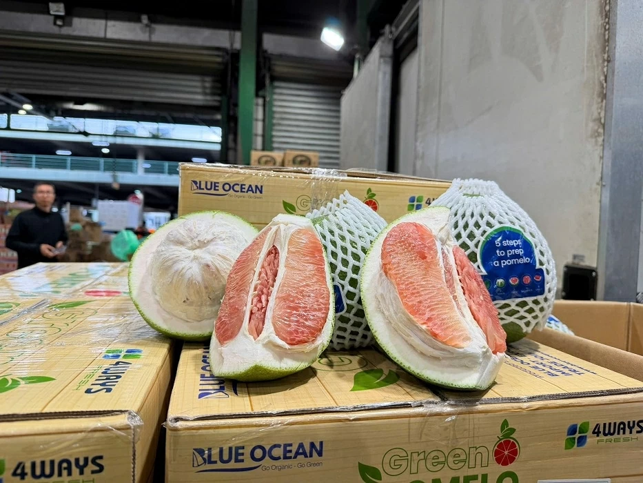 Hành trình trái bưởi của Việt Nam chinh phục thị trường Australia tiêu chuẩn cao, khắt khe Hành trình trái bưởi của Việt Nam chinh phục thị trường Australia tiêu chuẩn cao, khắt khe