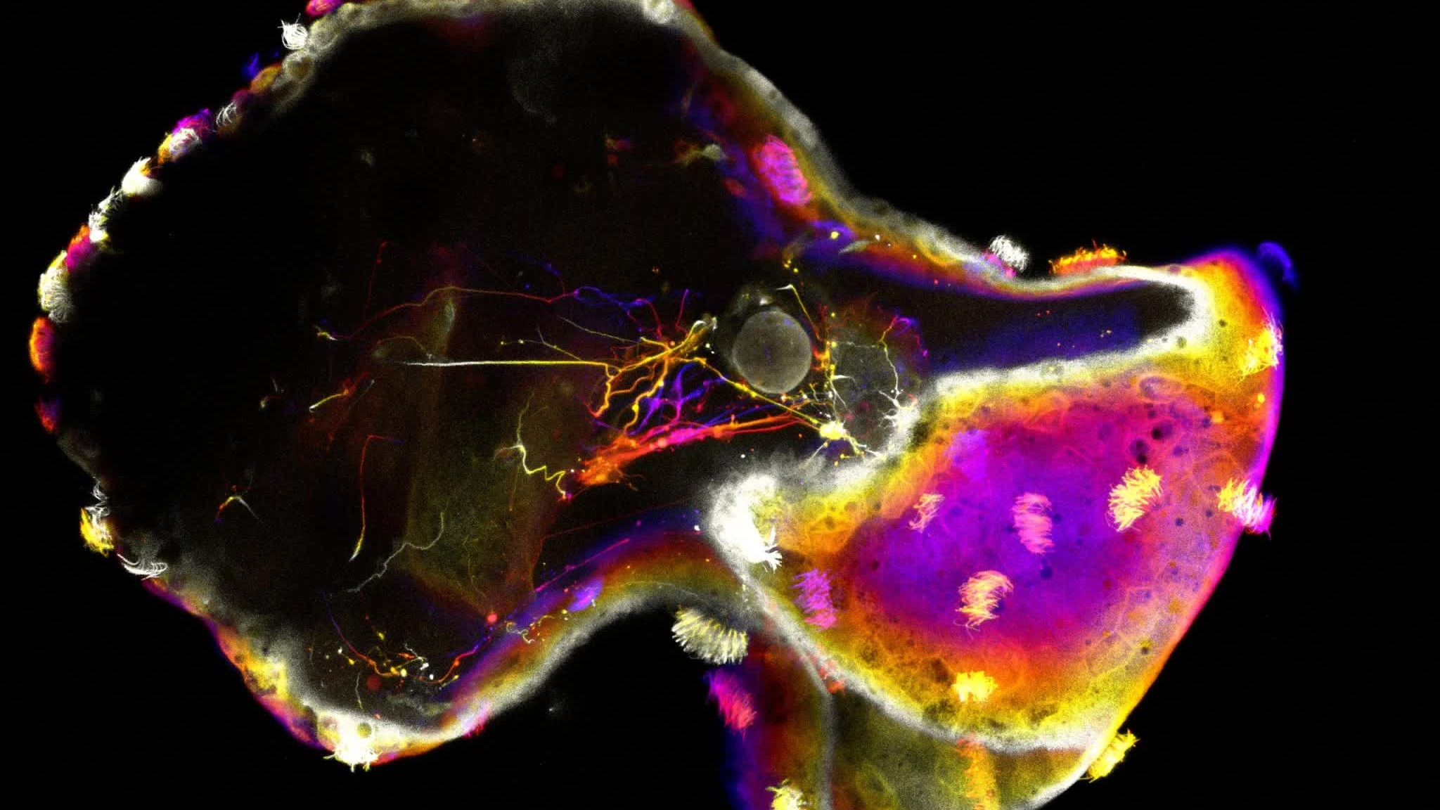 Neurobot và bước tiến mới của sinh học tự tổ chức