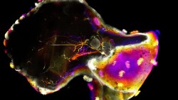 Neurobot và bước tiến mới của sinh học tự tổ chức