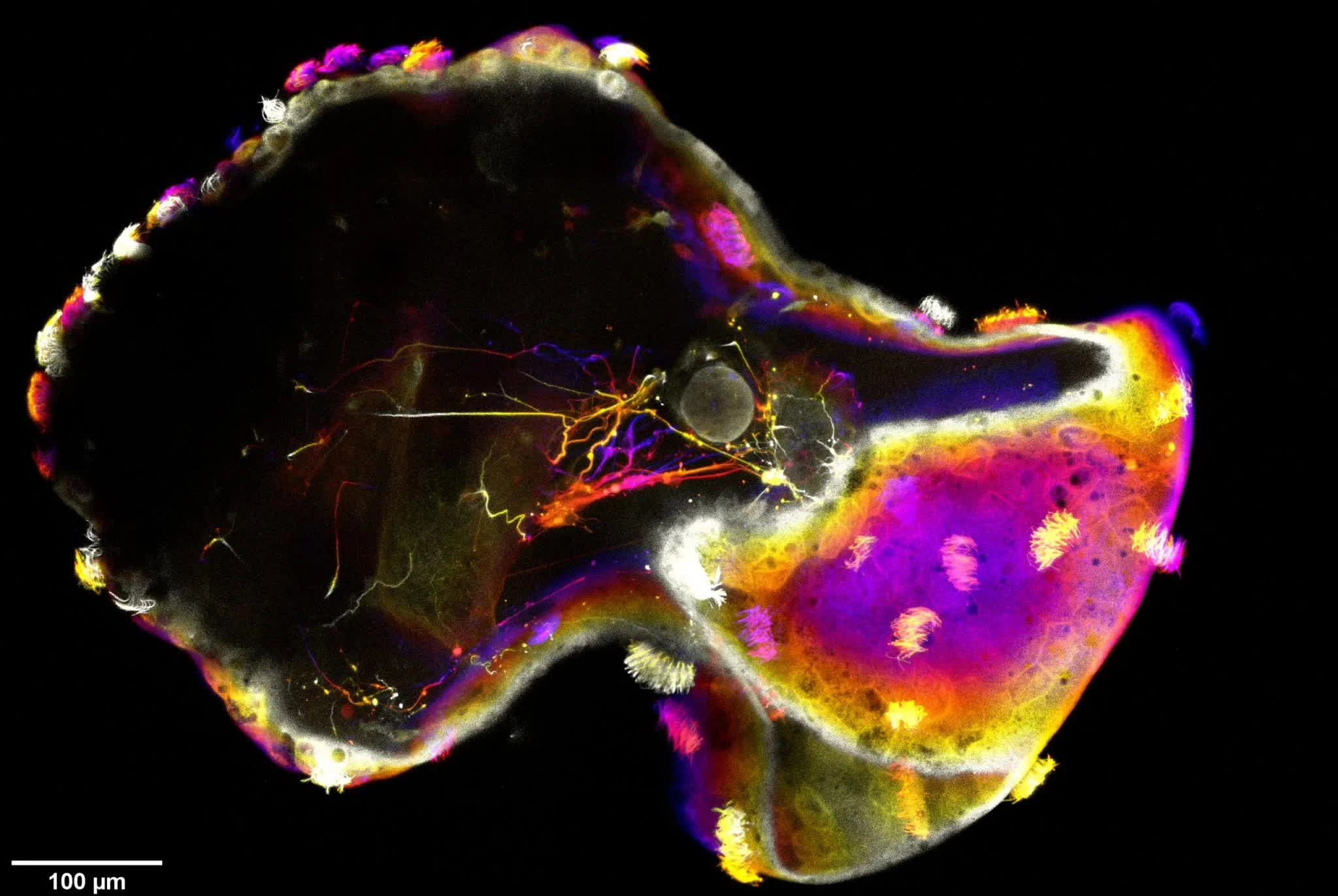 Neurobot và bước tiến mới của sinh học tự tổ chức