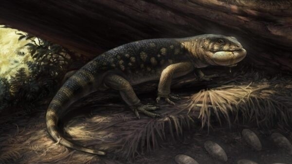 Morocco: Phát hiện dấu chân thằn lằn cổ đại quý hiếm từ kỷ Jura