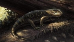 Morocco: Phát hiện dấu chân thằn lằn cổ đại quý hiếm từ kỷ Jura