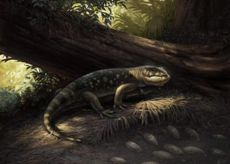 Morocco: Phát hiện dấu chân thằn lằn cổ đại quý hiếm từ kỷ Jura