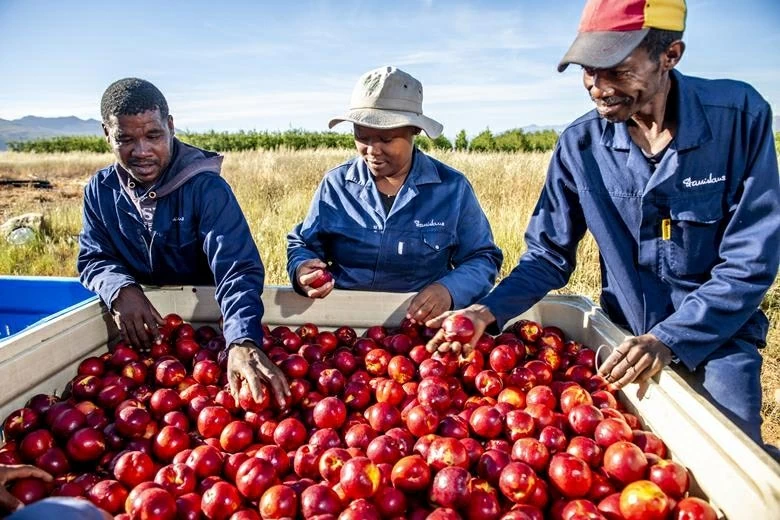 Thương mại toàn cầu: Trái cây Nam Phi nỗ lực giữ đầu ra tại Trung Đông; xuất khẩu sầu riêng Thái Lan gặp khó; tôm Indonesia lấy lại chìa khóa vào Mỹ