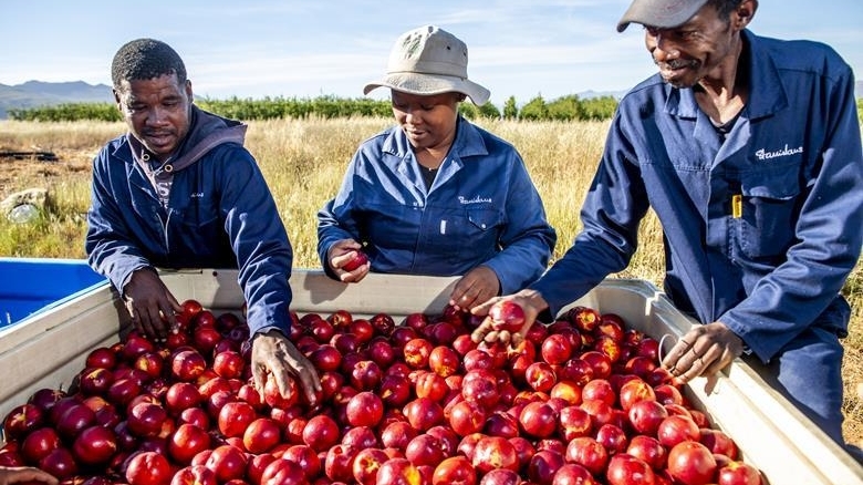 Tình hình xuất khẩu: Trái cây Nam Phi giữ đầu ra tại Trung Đông; sầu riêng Thái Lan gặp khó; tôm Indonesia lấy lại chìa khóa vào Mỹ