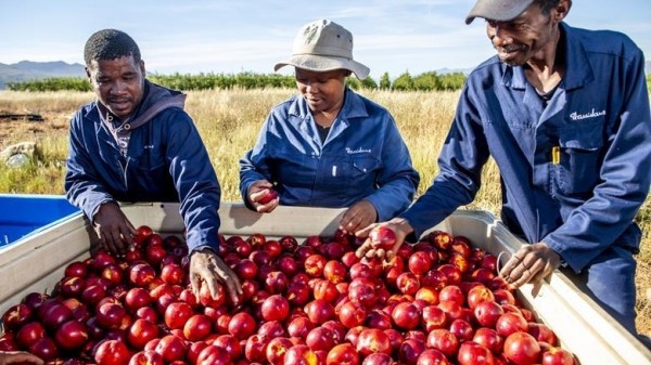 Tình hình xuất khẩu: Trái cây Nam Phi giữ đầu ra tại Trung Đông; sầu riêng Thái Lan gặp khó; tôm Indonesia lấy lại chìa khóa vào Mỹ