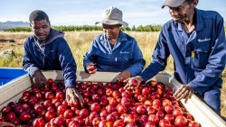 Tình hình xuất khẩu: Trái cây Nam Phi giữ đầu ra tại Trung Đông; sầu riêng Thái Lan gặp khó; tôm Indonesia lấy lại chìa khóa vào Mỹ