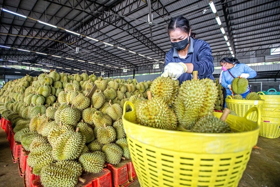 Sầu riêng miền Nam Thái Lan đối mặt khủng hoảng lớn nhất trong 7 năm do dư cung