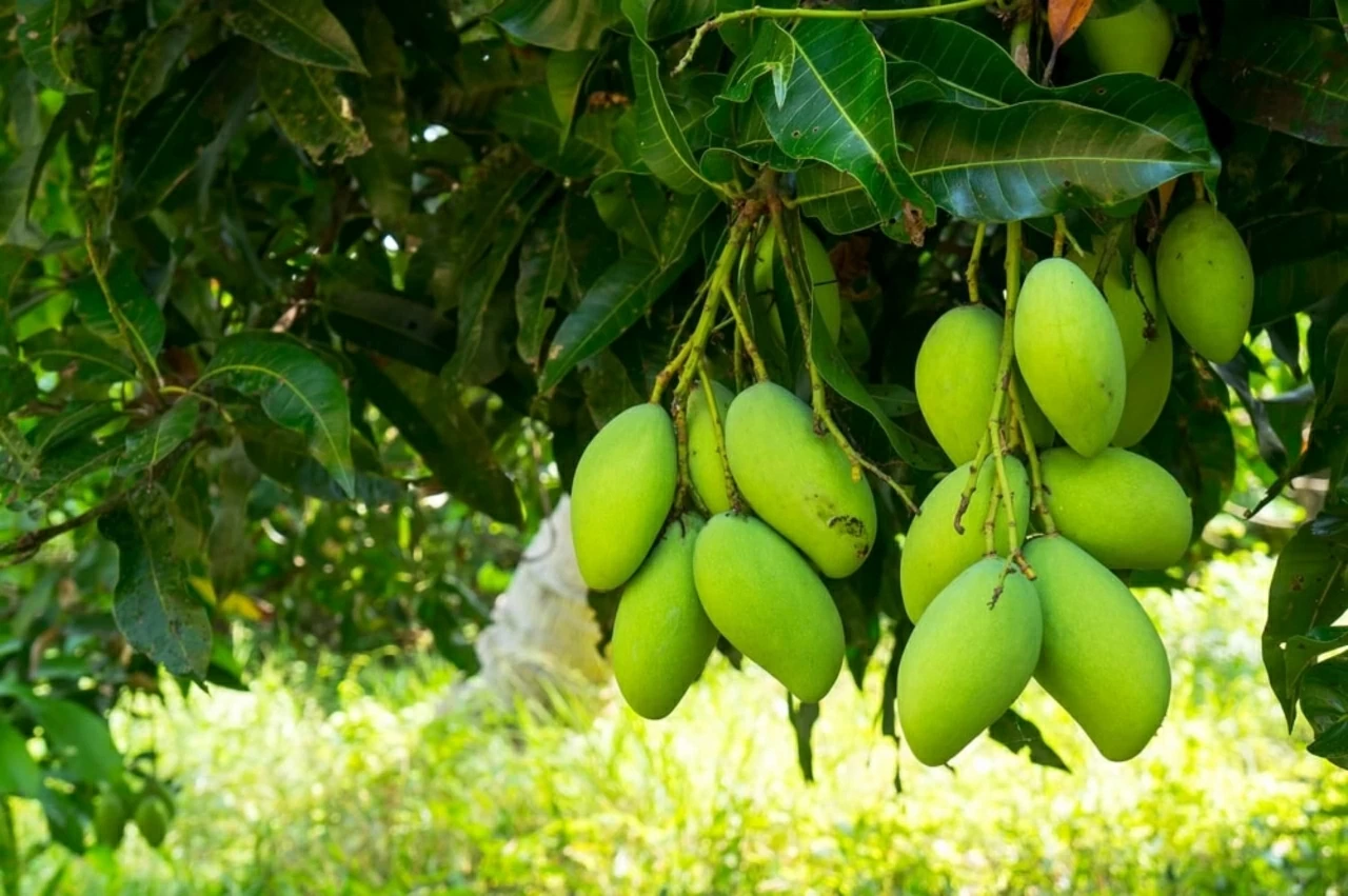 Công dụng bất ngờ của vỏ xoài trong bảo vệ sức khoẻ