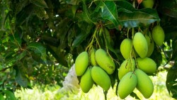 Công dụng bất ngờ của vỏ xoài trong bảo vệ sức khoẻ