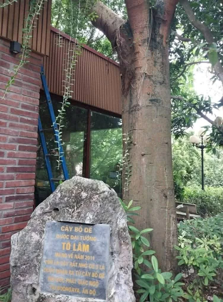Chuyến thăm Ấn Độ của Tổng Bí thư, Chủ tịch nước Tô Lâm: Sau chuyến thăm năm 2011, TBT, CTN Tô Lâm (khi đó là lãnh đạo Bộ Công an) đã trồng một cây Bồ đề tại chùa Phật Tích, Bắc Ninh, triết từ cây gốc ở Bồ Đề Đạo Tràng, Ấn Độ. 