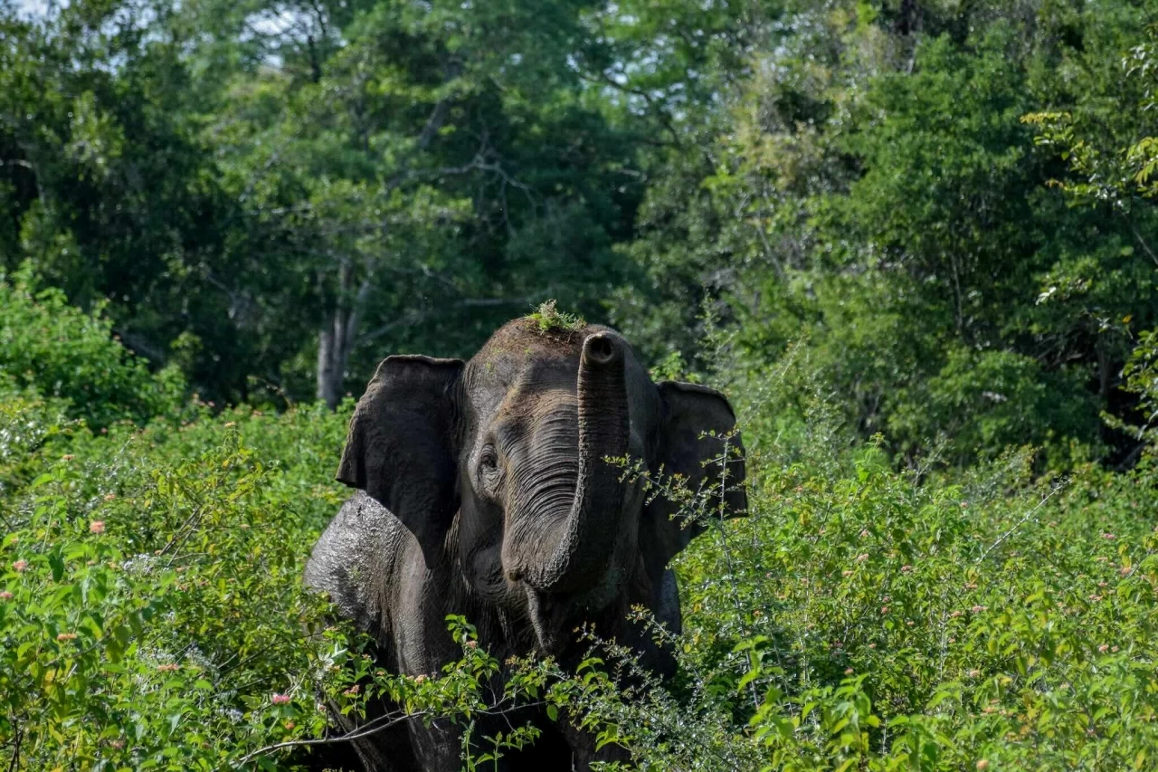 Sri Lanka trở lại đường đua du lịch