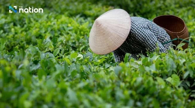 Ngày quốc tế Trà: Hơn cả một thức uống toàn cầu