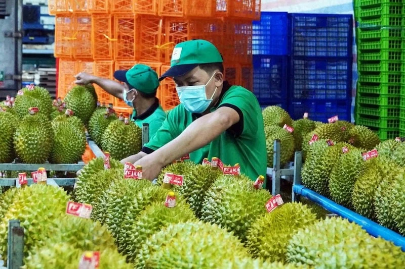 Mã số vùng trồng 