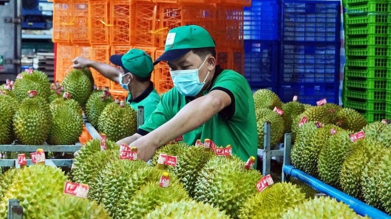 Hướng dẫn triển khai Nghị định 38 liên quan đến quản lý mã số vùng trồng ở cơ sở đóng gói