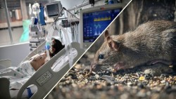Virus Hanta: WHO phát cảnh báo nóng, nguy cơ thêm ca nhiễm sau ổ dịch trên du thuyền MV Hondius