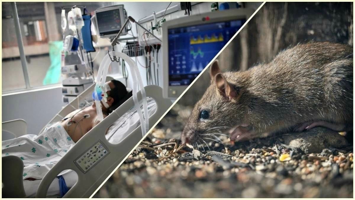 WHO cảnh báo nguy cơ xuất hiện thêm ca nhiễm hantavirus sau đợt bùng phát liên quan tàu du lịch MV Hondius, loại virus hiếm chủ yếu lây từ loài gặm nhấm sang người. (Nguồn: India Today)