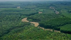 Thúc đẩy bảo vệ và phát triển rừng gắn với mục tiêu giảm phát thải khí nhà kính và tăng trưởng xanh