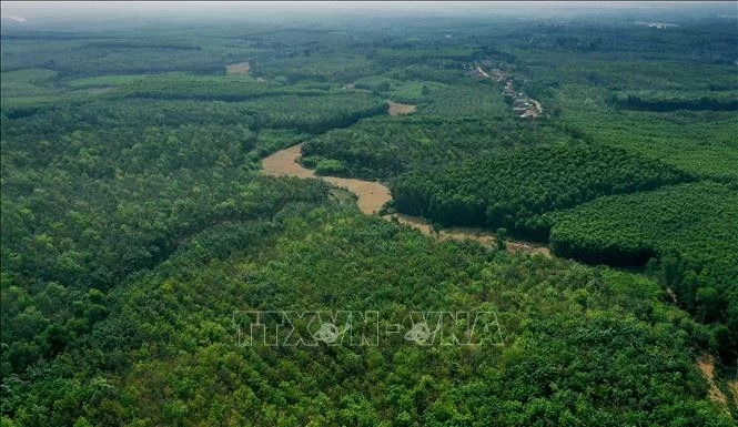 Thúc đẩy bảo vệ và phát triển rừng gắn với mục tiêu giảm phát thải khí nhà kính và tăng trưởng xanh