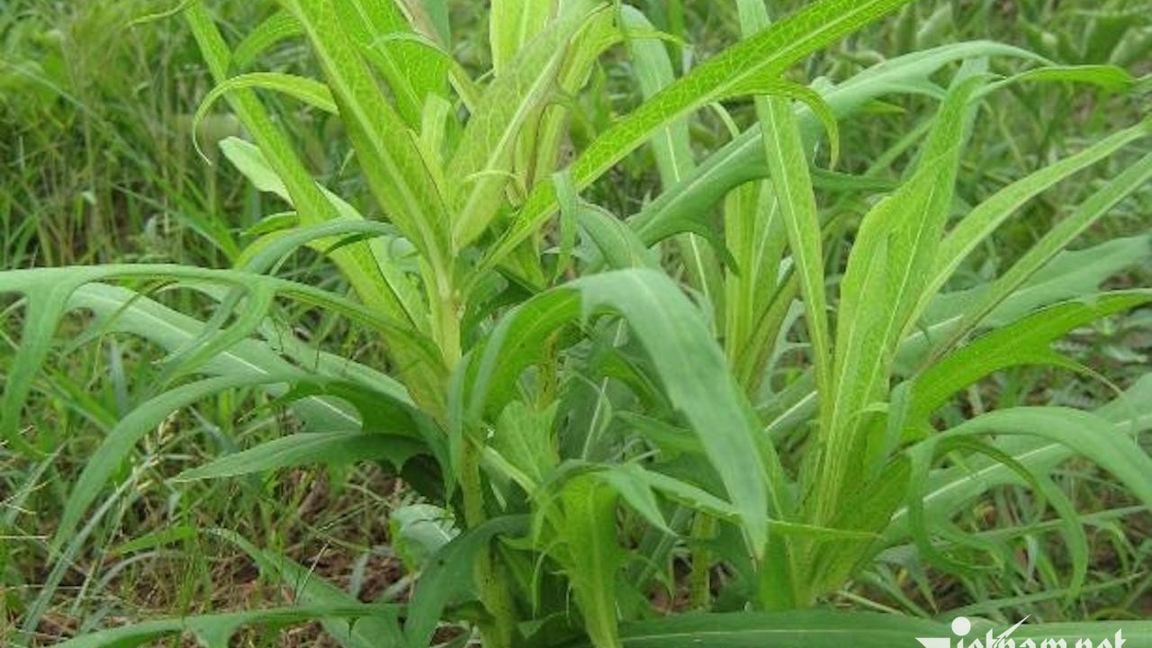 Bồ công anh giúp thanh nhiệt, hỗ trợ mát gan và tiêu hóa