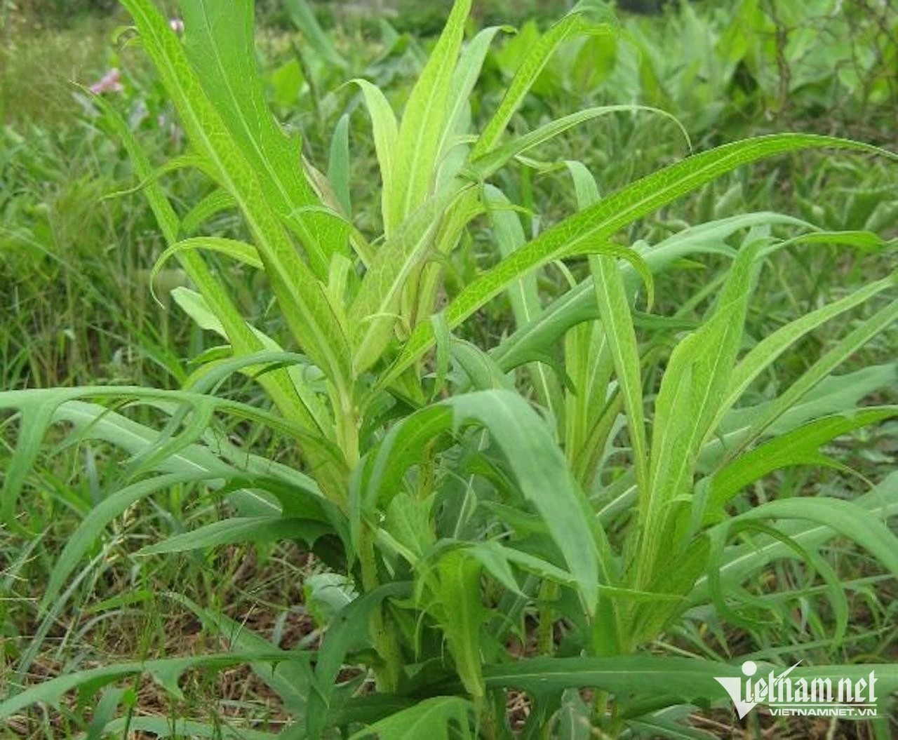 Cây bồ công anh. (Nguồn: Vietnamnet)