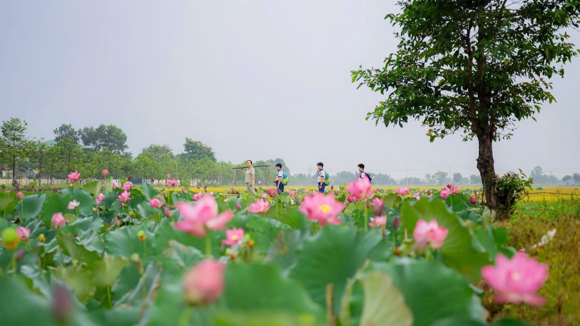 Thành phố Huế tổ chức loạt sự kiện hấp dẫn chào đón du khách trong tháng 6