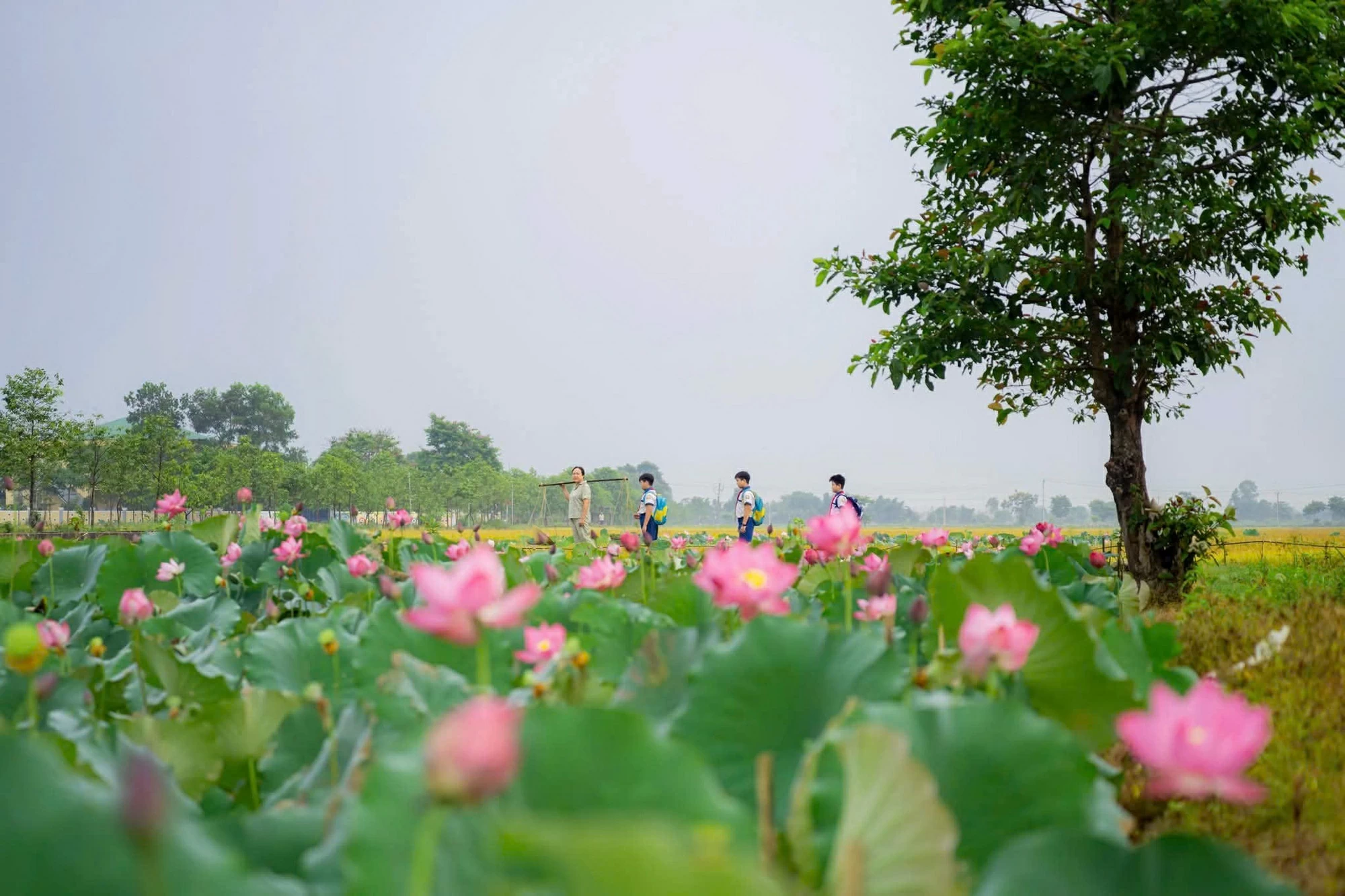 Thành phố Huế tổ chức loạt sự kiện hấp dẫn chào đón du khách trong tháng 6 Thành phố Huế tổ chức loạt sự kiện hấp dẫn chào đón du khách trong tháng 6
