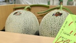 Nhật Bản: Cặp dưa lưới lập kỷ lục bán đấu giá