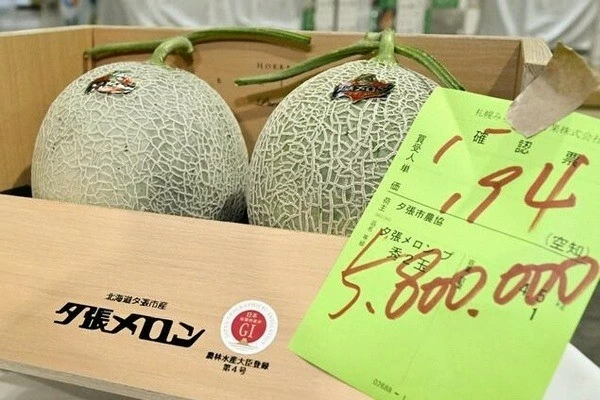 Nhật Bản: Cặp dưa lưới lập kỷ lục bán đấu giá Nhật Bản: Cặp dưa lưới lập kỷ lục bán đấu giá