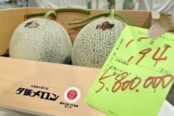Nhật Bản: Cặp dưa lưới lập kỷ lục bán đấu giá