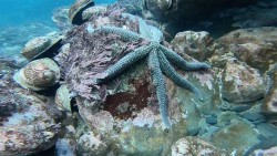 New Zealand bổ sung 5 khu bảo tồn biển, mở rộng 'lá chắn xanh' đại dương