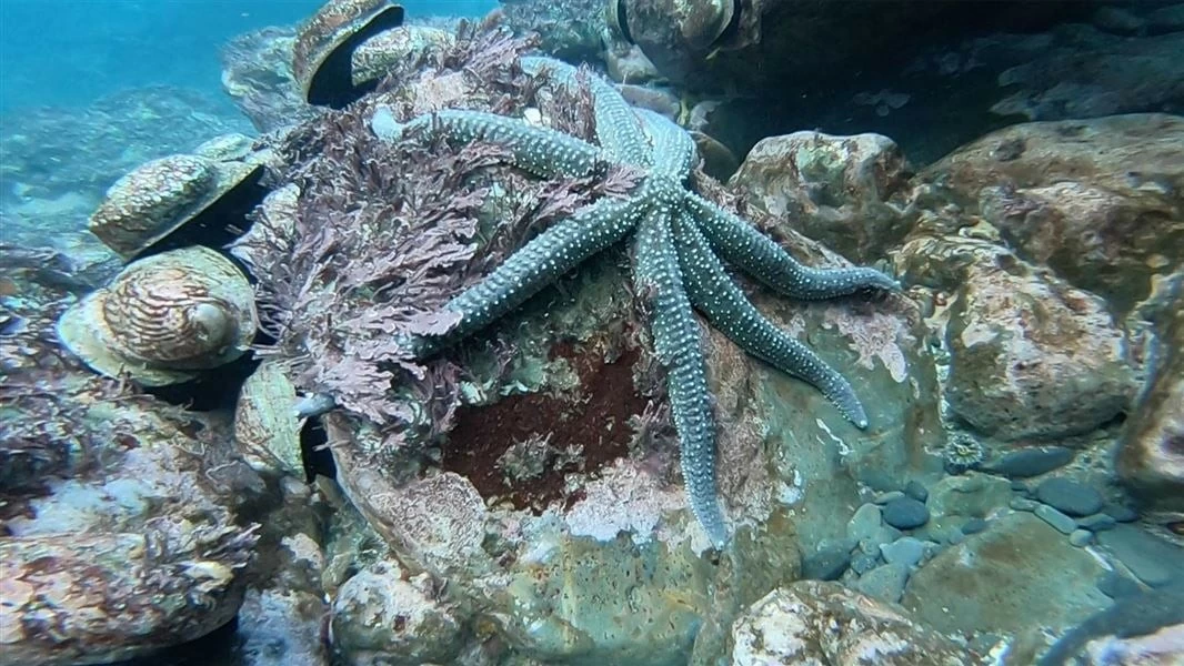 New Zealand mở rộng bảo tồn các hệ sinh thái biển đặc trưng, bao gồm rạn đá ngầm và quần thể sinh vật đáy biển. (Nguồn: Bộ Bảo tồn New Zealand)