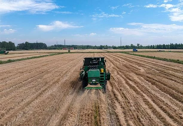 máy gặt thu hoạch lúa mì trên cánh đồng lúa mì tại thành phố Đài Châu, tỉnh Giang Tô, Trung Quốc. (Nguồn: Getty Images)