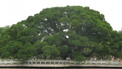 Trung Quốc: Cây đa cổ thụ che bóng mát cho hàng nghìn người