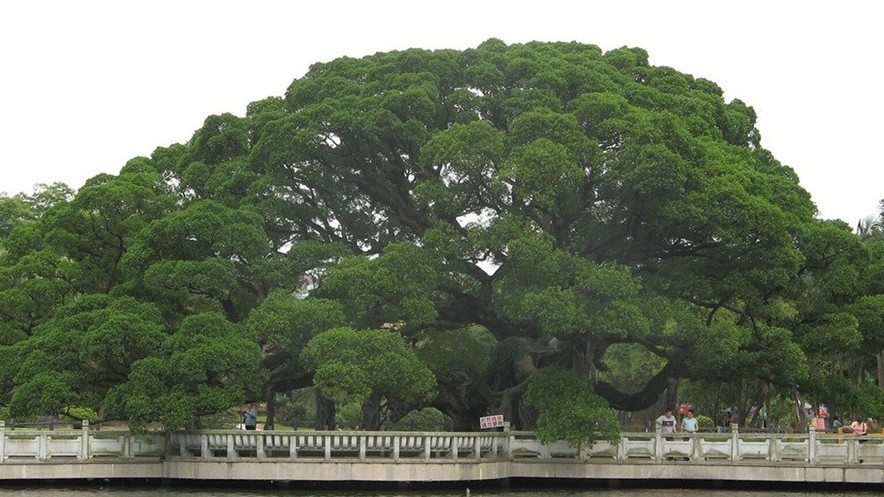 Trung Quốc: Cây đa cổ thụ che bóng mát cho hàng nghìn người
