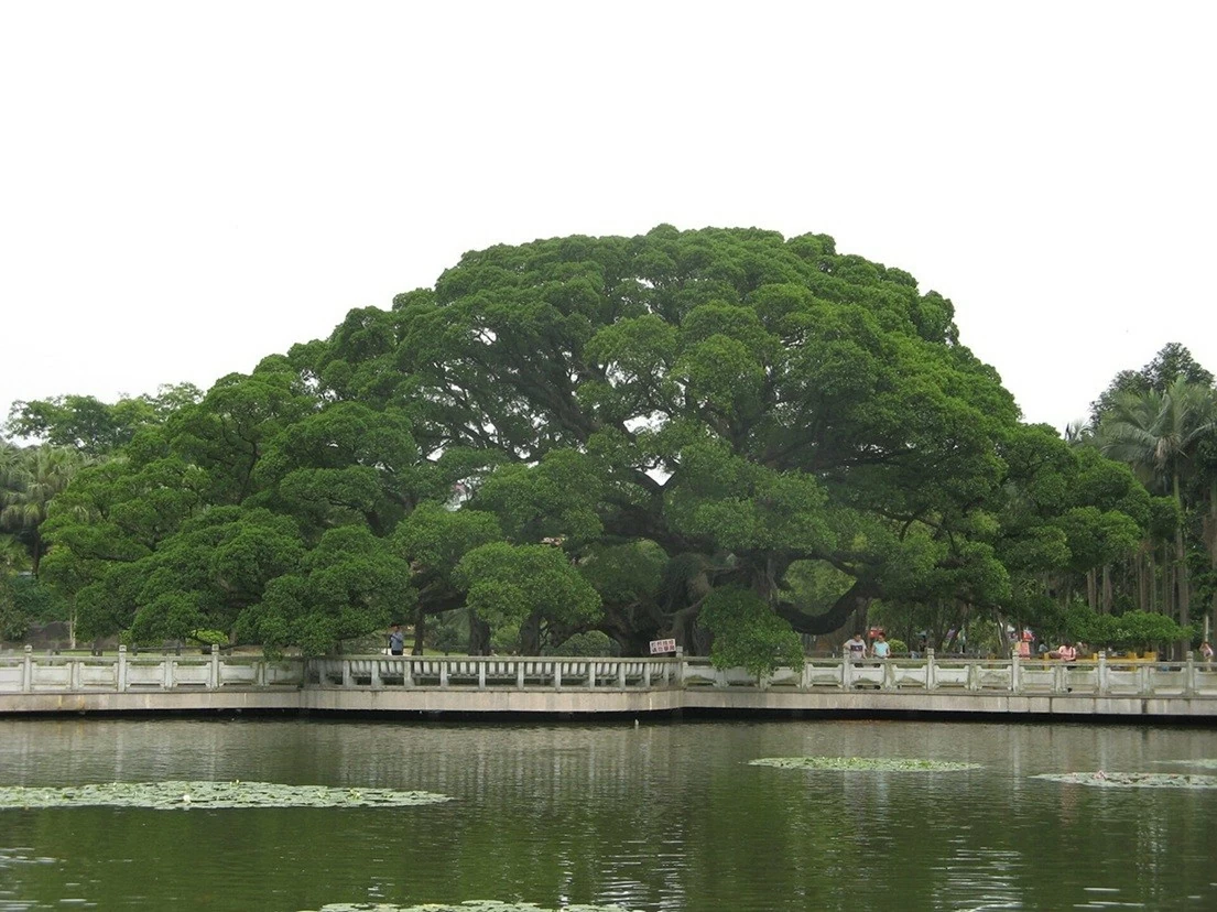 Trung Quốc: Cây đa cổ thụ che bóng mát cho hàng nghìn người