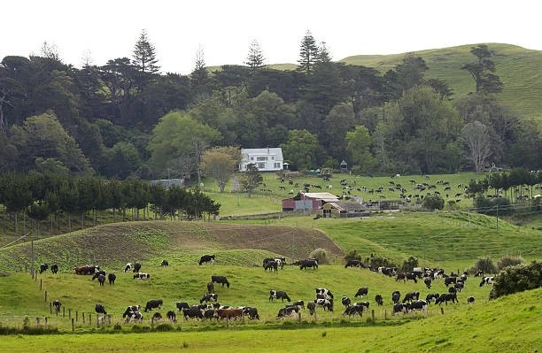 Một nông trại truyền thống tại Đảo Bắc, New Zealand. (Nguồn: Getty Images) Một nông trại truyền thống tại Đảo Bắc, New Zealand. (Nguồn: Getty Images)