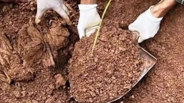 Cà Mau: Lấy mẫu ADN xác định danh tính hơn 3.300 mộ liệt sĩ