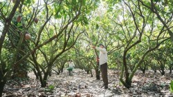 Từ phụ phẩm cacao đến hướng đi cho nông nghiệp xanh và phát triển bền vững