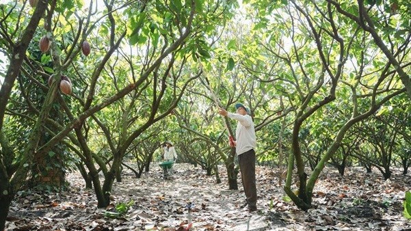 Từ phụ phẩm cacao đến hướng đi cho nông nghiệp xanh và phát triển bền vững