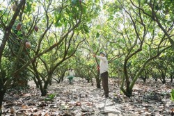 Từ phụ phẩm cacao đến hướng đi cho nông nghiệp xanh và phát triển bền vững