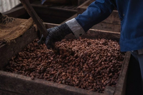 Từ phụ phẩm cacao đến hướng đi cho nông nghiệp xanh và phát triển bền vững Từ phụ phẩm cacao đến hướng đi cho nông nghiệp xanh và phát triển bền vững