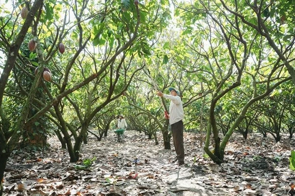 Từ phụ phẩm cacao đến hướng đi cho nông nghiệp xanh và phát triển bền vững Từ phụ phẩm cacao đến hướng đi cho nông nghiệp xanh và phát triển bền vững