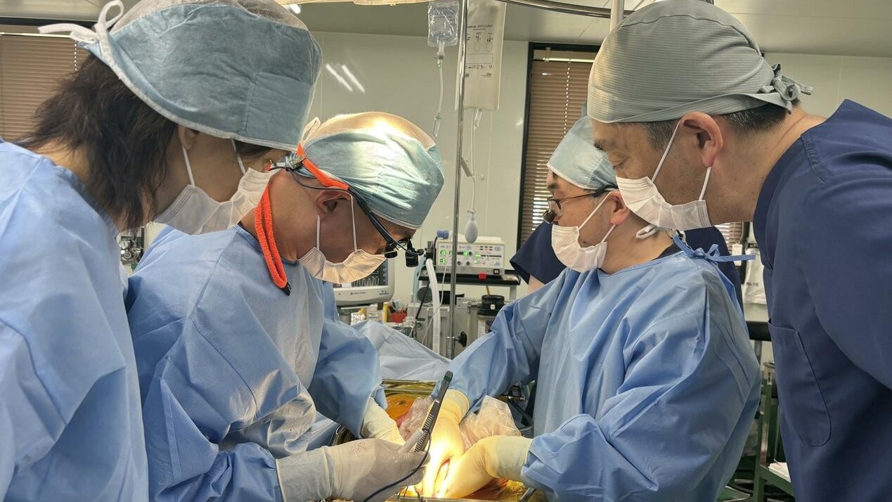 Nhật Bản tiến gần thử nghiệm ghép thận lợn cho người từ năm 2028, mở hy vọng mới cho bệnh nhân suy thận