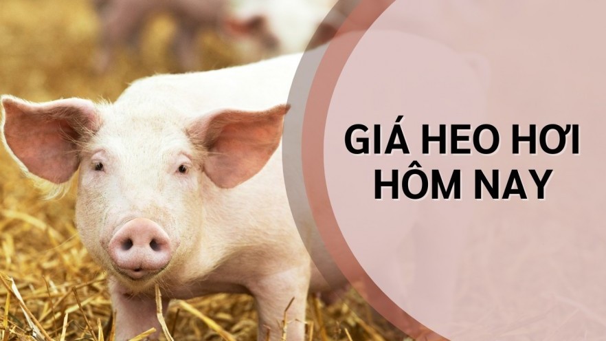 Giá heo hơi hôm nay 4/7: Tăng giảm trái chiều, miền Bắc biến động, miền Nam phục hồi, giao dịch từ 60.000 - 66.000 đồng/kg