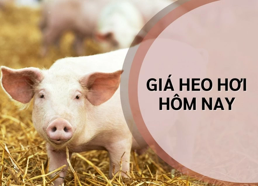 Giá heo hơi hôm nay 4/7: Tăng giảm trái chiều, miền Bắc biến động, miền Nam phục hồi, giao dịch từ 60.000 - 66.000 đồng/kg