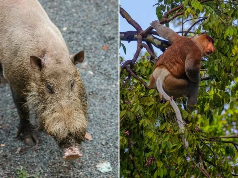 11C28: Sabah, khám phá miền đất dưới gió 11C28: Sabah, khám phá miền đất dưới gió