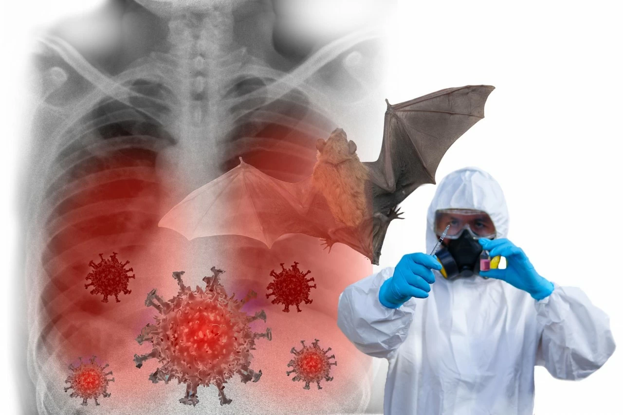 11P28: Biến đổi nhỏ hé lộ cách virus từ dơi lây sang người 11P28: Biến đổi nhỏ hé lộ cách virus từ dơi lây sang người