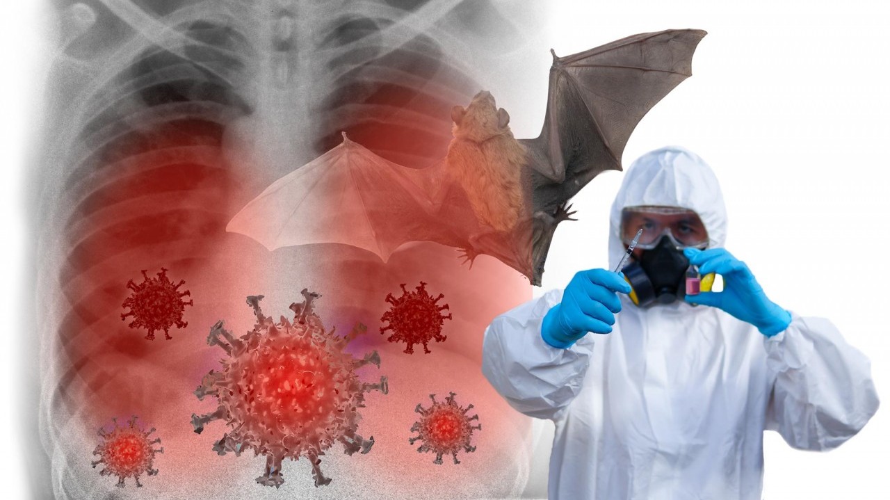 Phát hiện mới lý giải cách virus từ dơi lây sang người